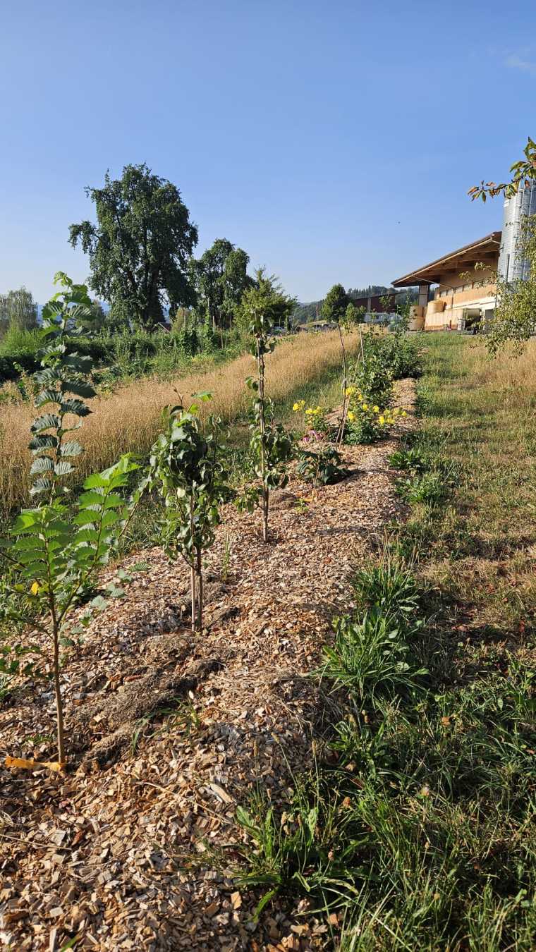 Agroforst Pflanzen