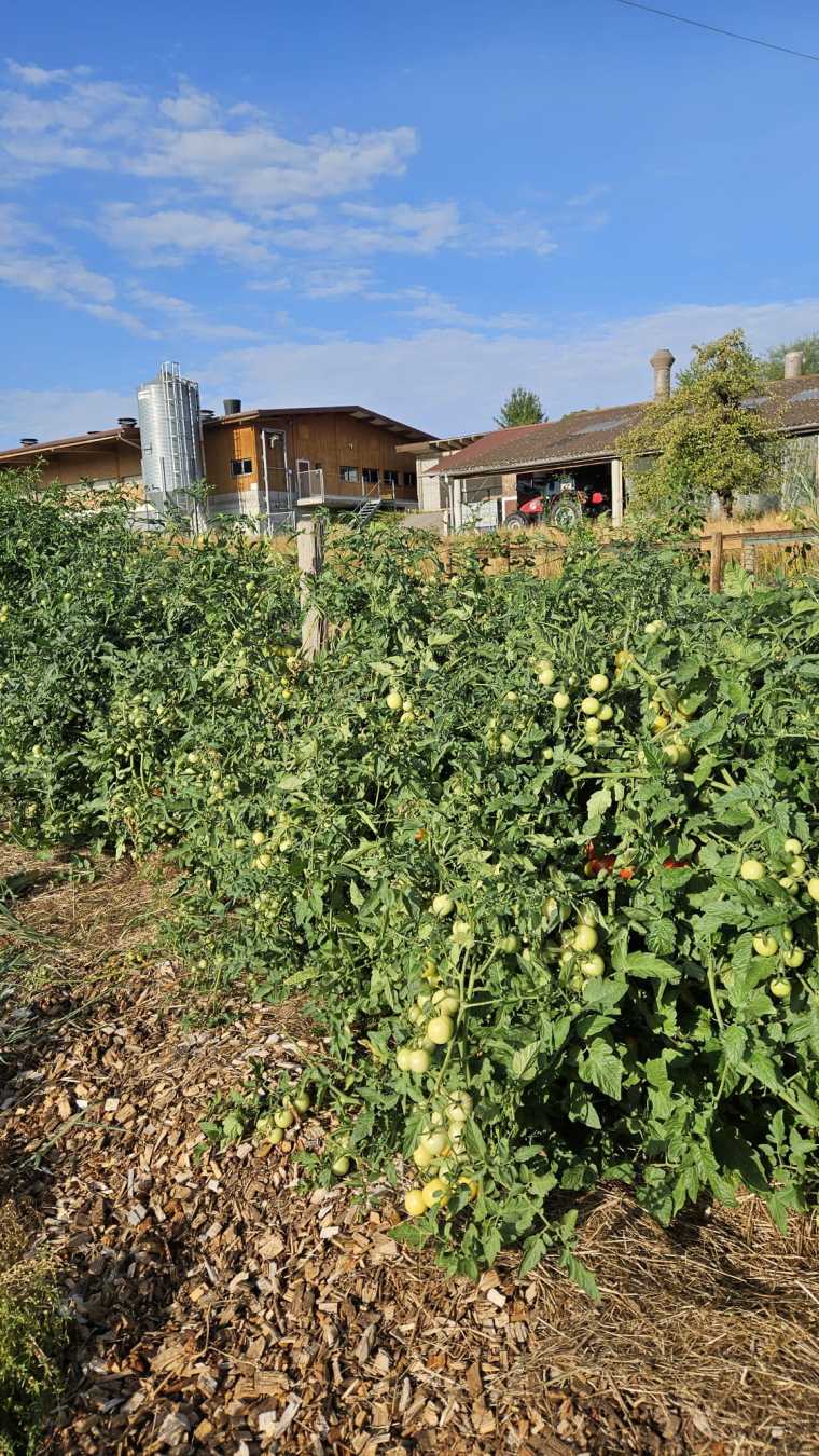 Agroforst Tomaten